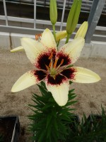 [5032 Black Spider No02.JPG]